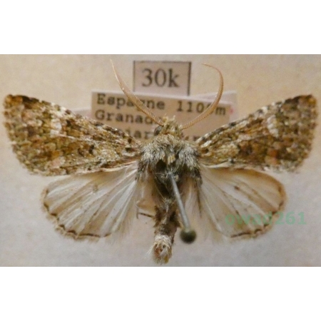Polymixis lichenea (Hübner, 1813) Spain30k